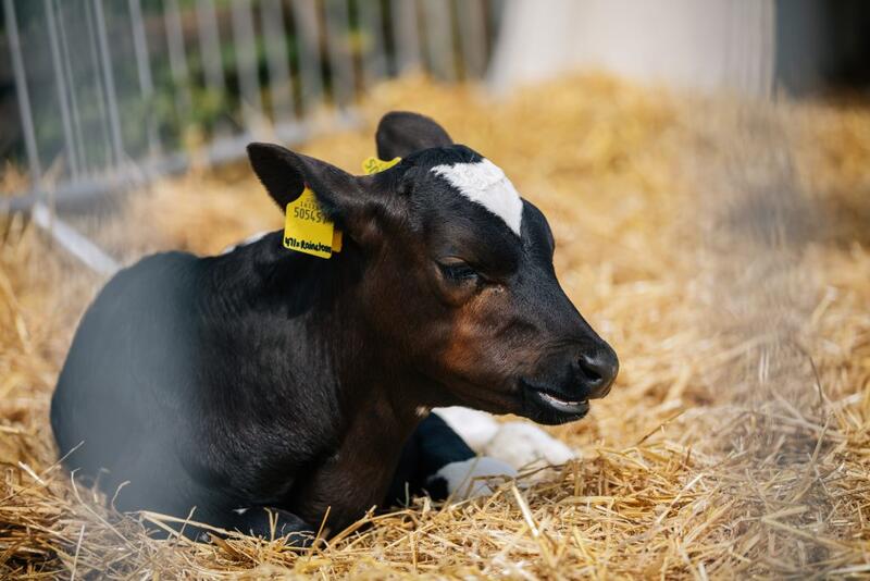 Holstein-Friesian Cow
