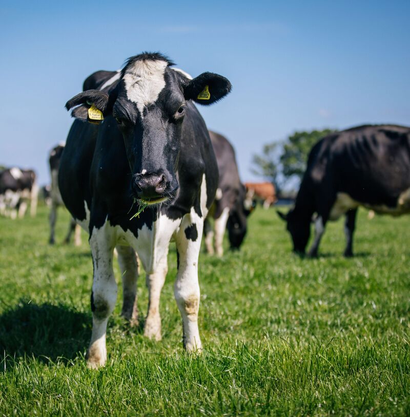 Our Cows